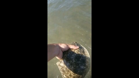 Short fluke