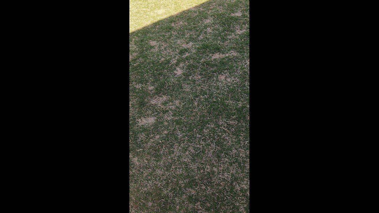 Auto Dog Play Machine