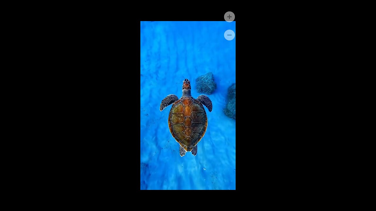 "The Hidden World Beneath the Waves 🌊 | Amazing Underwater Creatures"