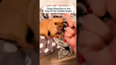 Dog’s Reaction In The Face Of The Middle Finger 😂 So Funny