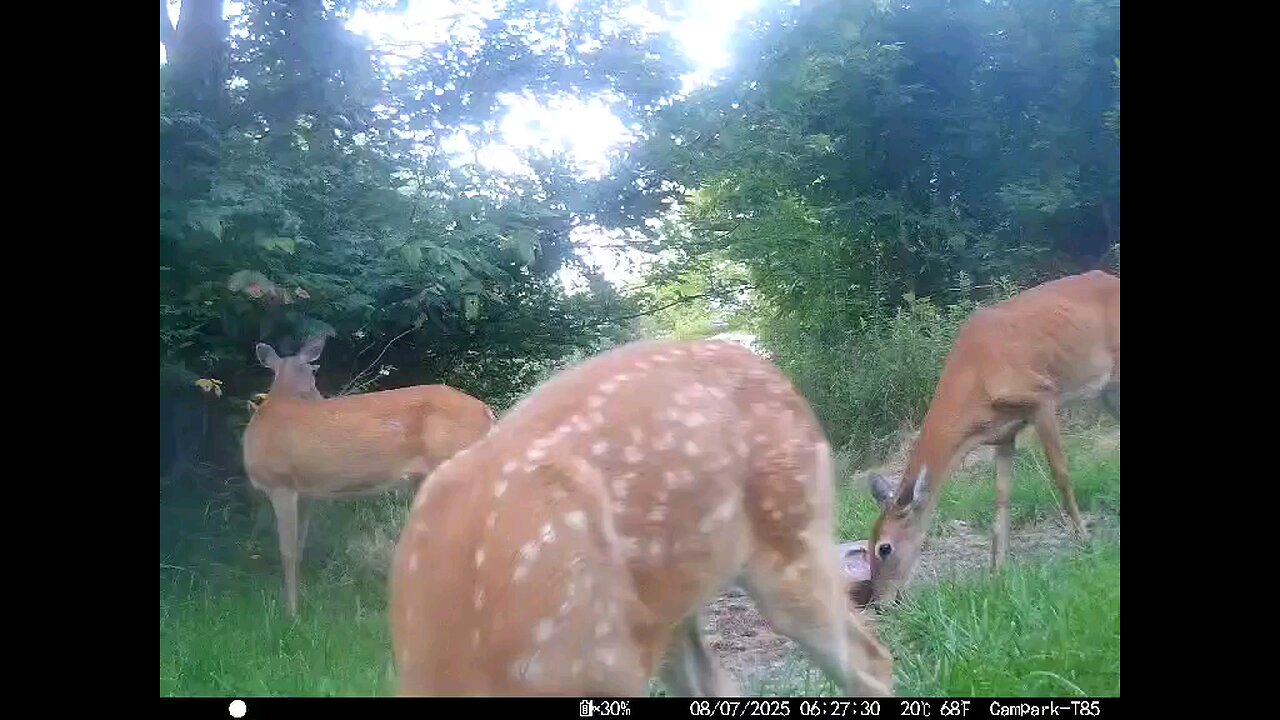 Deer Cam 08-07-2025 Playful Fawn Game Cam Trail Cam