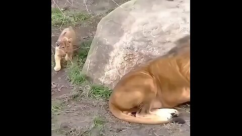 Cute cubs lioness 🐯🐯