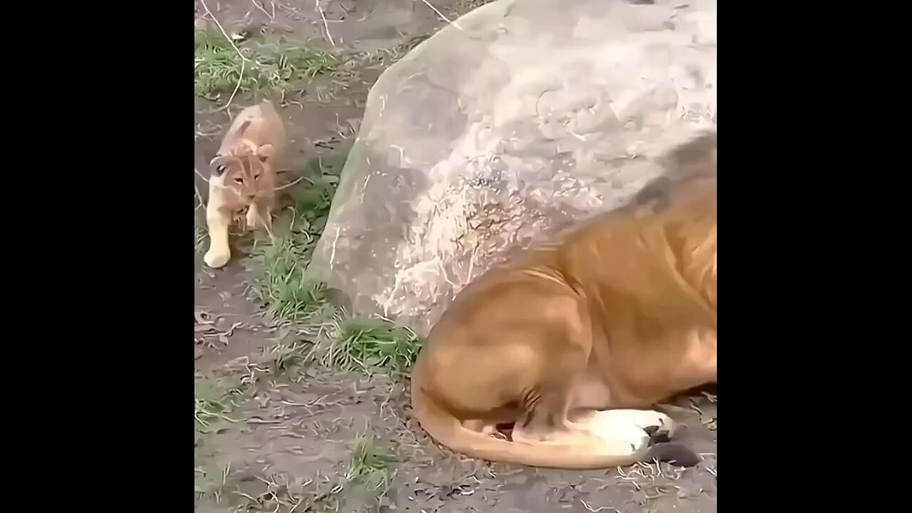 Cute cubs lioness 🐯🐯