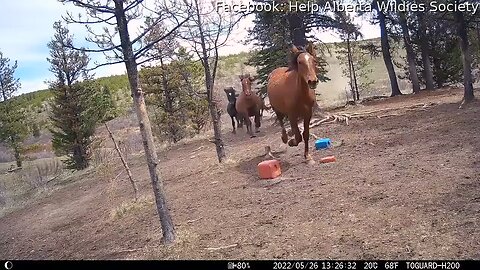 grizlly bear is following the horse