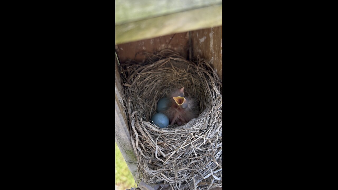 da baby birds hatched 🐣