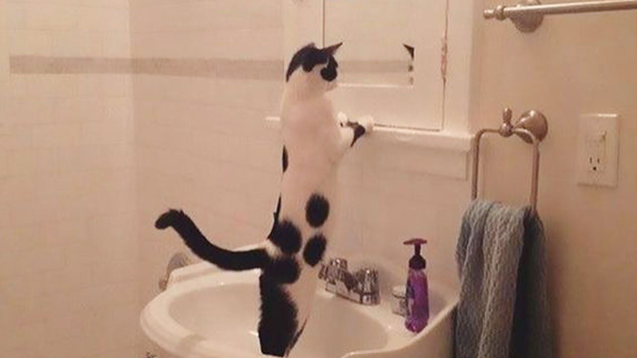 When you have a curious CAT😂 Funny Cats Videos 2025