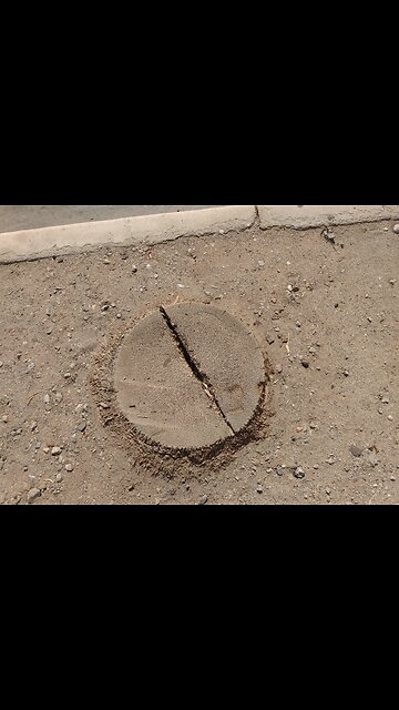 🙄...Palm Trees Have No Rings...🧐