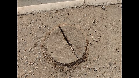 🙄...Palm Trees Have No Rings...🧐