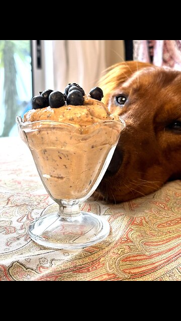 🐾 Healthy Blueberry Pup-accino – A Homemade Dog Treat Your Pup Will Love