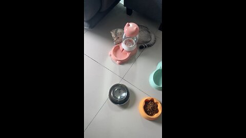 Tuly play with water part2 ! #foryou #cat #shortfeed #shorts #subscribe #song #cute