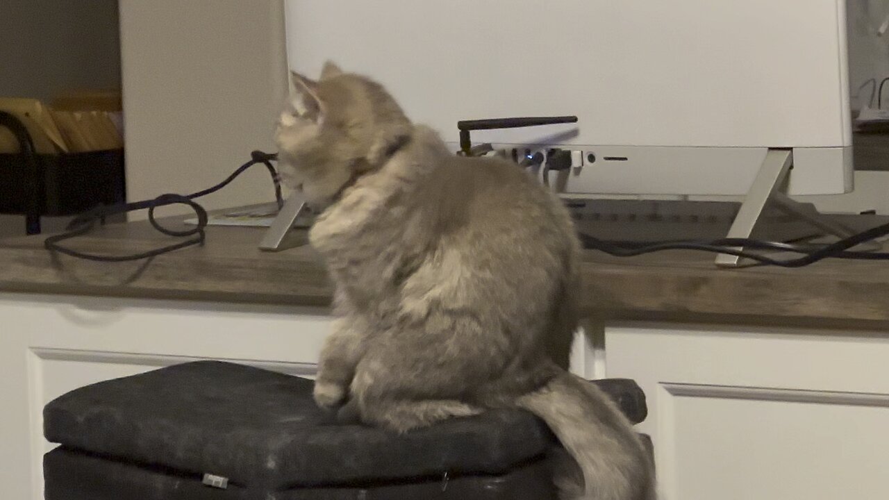 Kitty