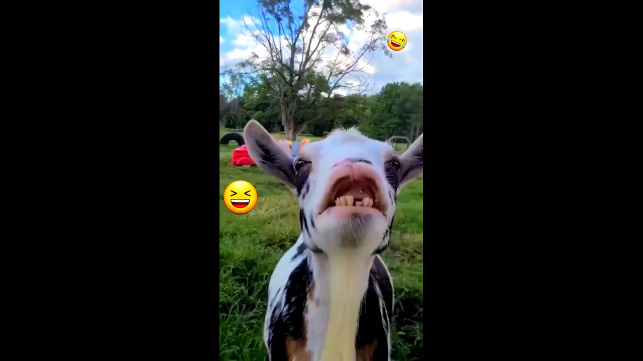 What entertainment do dogs provide?😍🤩#funnydogs