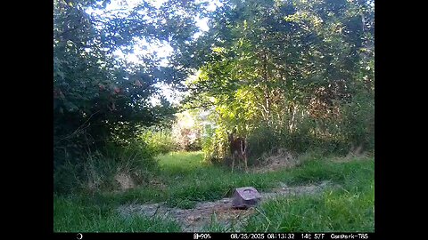Deer Cam 08-25-2025 Fawn Close Game Cam Trail Cam