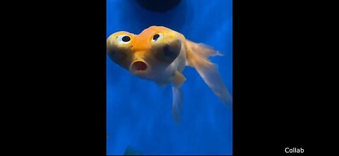 Funniest Animal videos ever