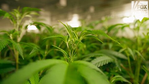 THC beverage CEOs claim US is 'just at the beginning' of sober-curious movement