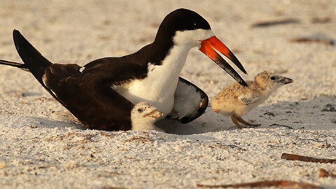Black Skimmer Parent Teaches Chick to Stay Safe in Nest from Predators!