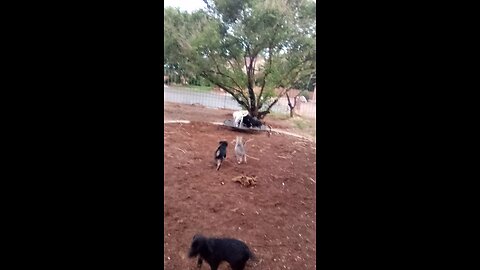 Puppies 2nd day 8/2025