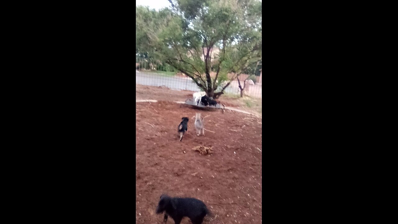 Puppies 2nd day 8/2025