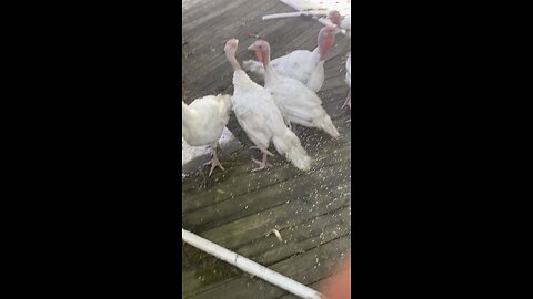 Turkeys almost ready for the freezer!