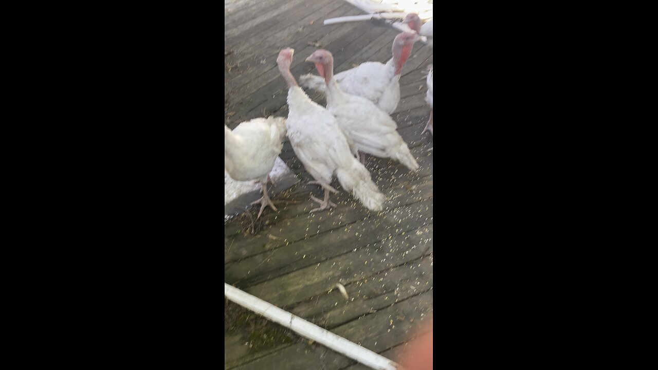 Turkeys almost ready for the freezer!