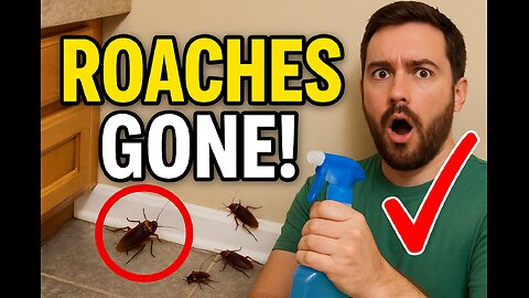 How I Got Rid of Cockroaches in 3 Days – My DIY Routine