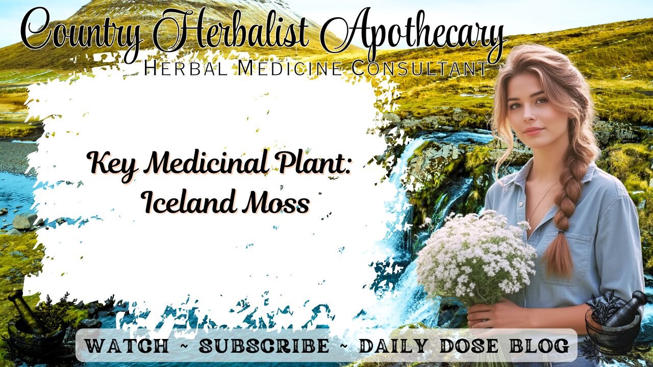 Key Medicinal Plant: Iceland Moss