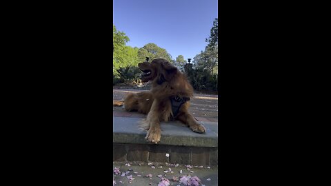 Lucifer the Golden Retriever in the park