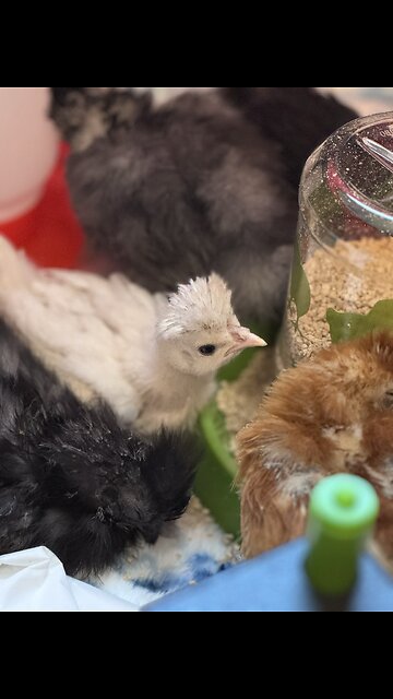 Polish and Silkie Chicks