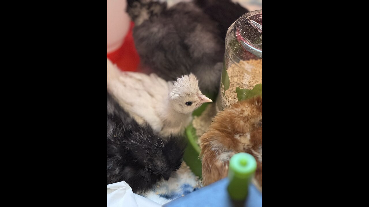 Polish and Silkie Chicks