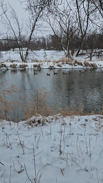 Geese Visiting my Church