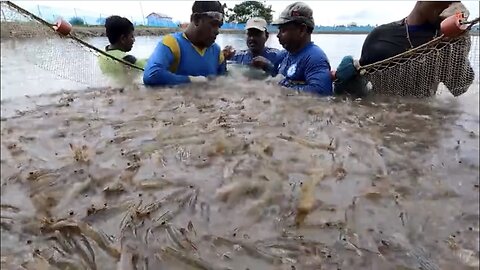 SYOK! Di Air Tawar Panen Udang Vannamei