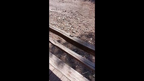 blue bellied fence lizard