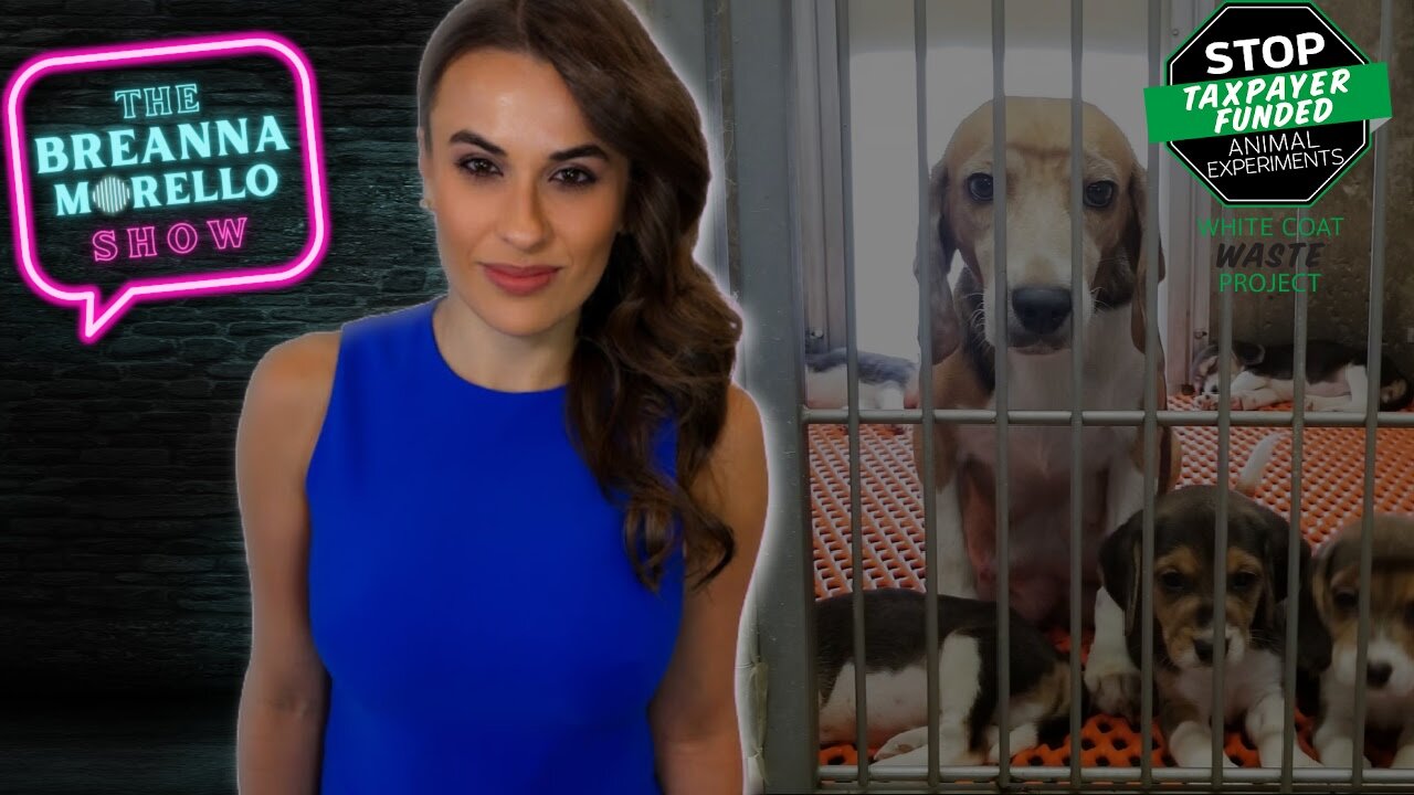 American Taxpayers are Still Funding Cruel Experiments on Dogs and Cats- Justin Goodman