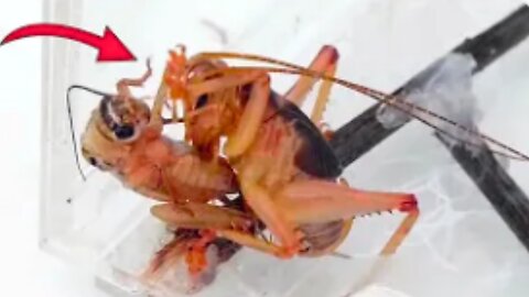 The scary crickets