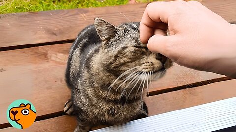 Stray Cat Decides To Move Into Family’s House | Cuddle Buddies