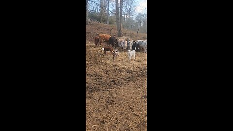 Three Shorthorn Plus Steer Calves Under Three Weeks Old