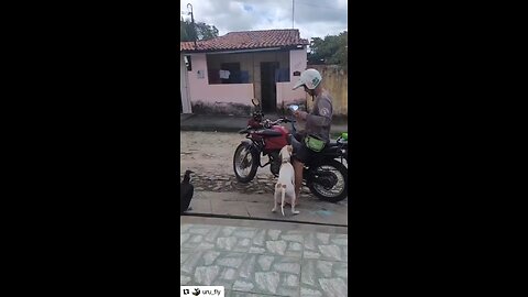 A GIFT FROM GOD. Our friend in Brazil and his PET VULTURE. Original content by @uru_fly Instagram