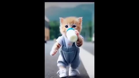 cat