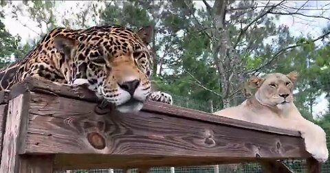 PLAYING BALL WITH BIG CATS
