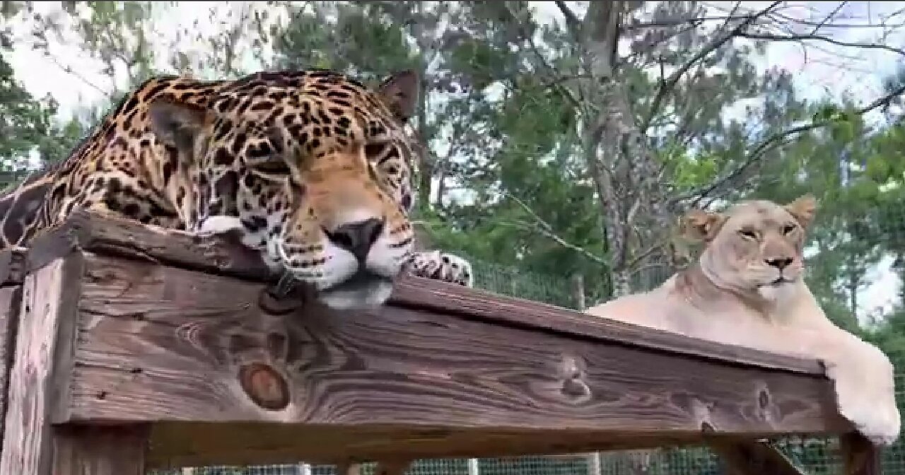 PLAYING BALL WITH BIG CATS