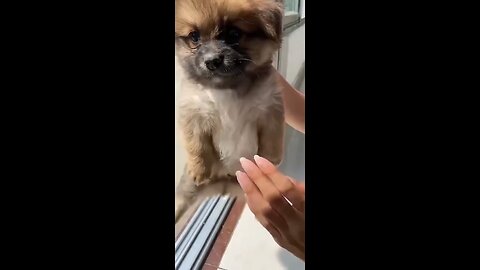 Try not laugh 😅😂
