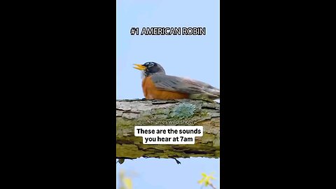 Bird Sounds you might hear in the morning 🌄