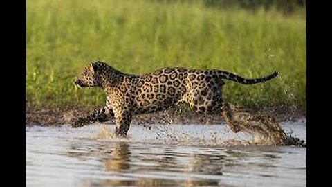 Jaguar running in village