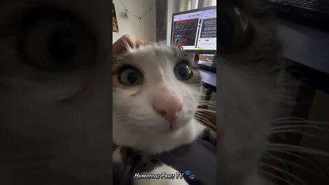Miniature Mischief: Pocket Pet Pranks! 🐾😂