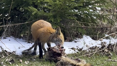 Coyote or Fox 4