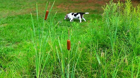 Dog and Cattails