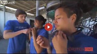 Vegans chain themselves to poultry processing machine all is well until someone turns on the machine
