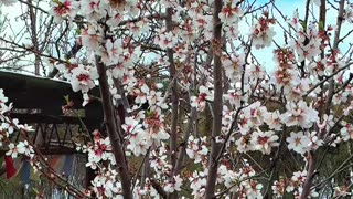 Time to Bloom!