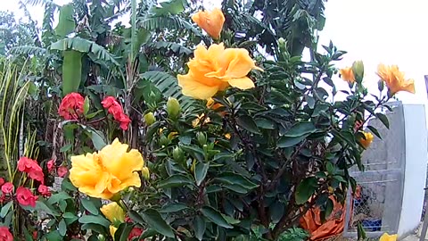 beautiful flowers