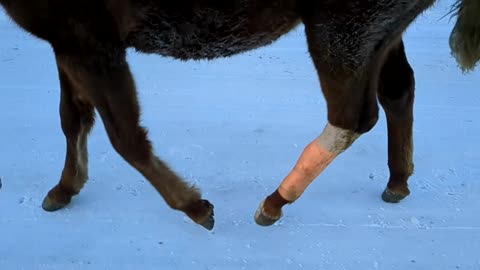 Sriracha's natural 2nd gait normal speed and slow motion 1 Feb 2026